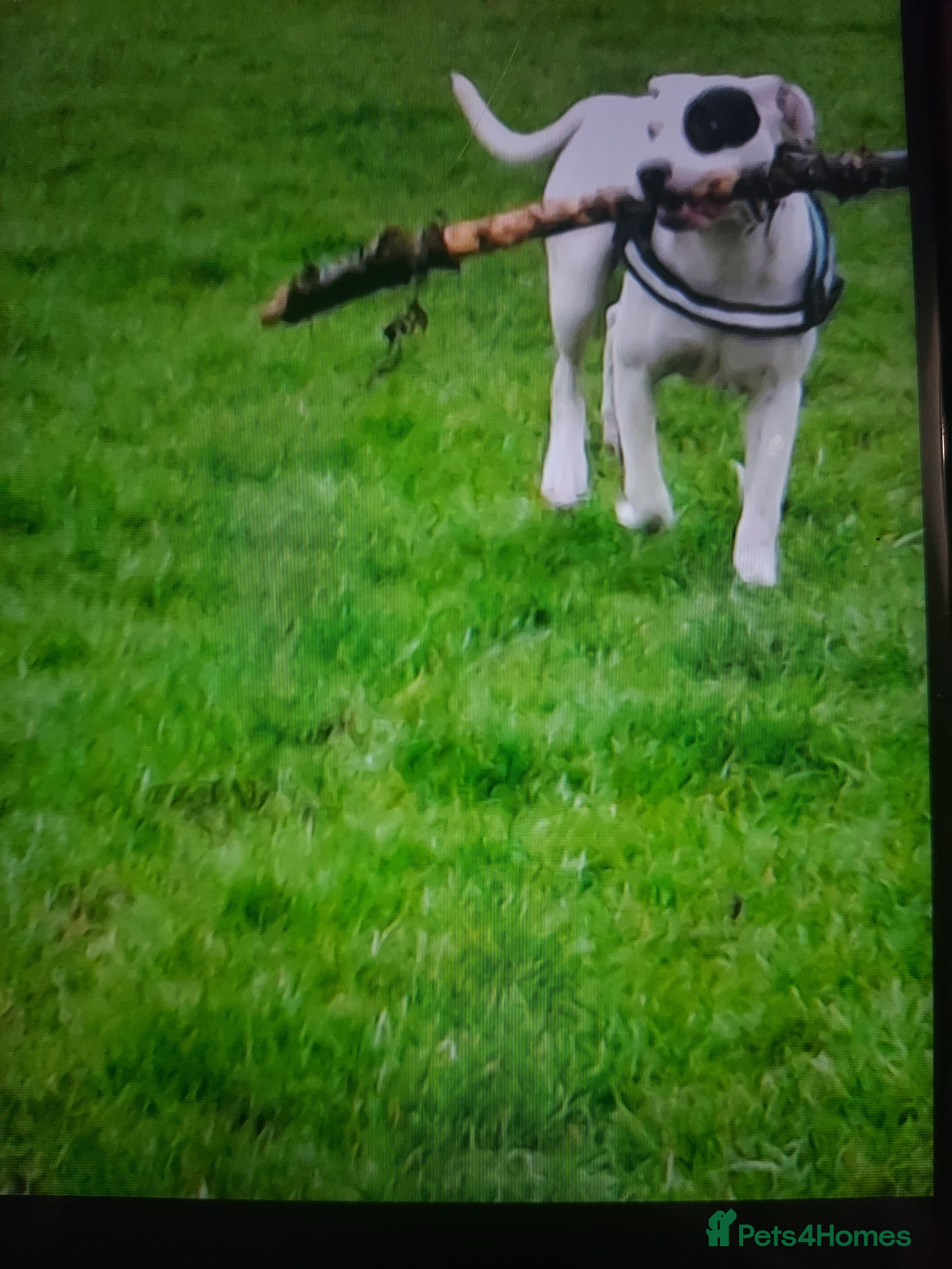 Mixed Breed dogs 1 year old male dog for sale  - Advert 1