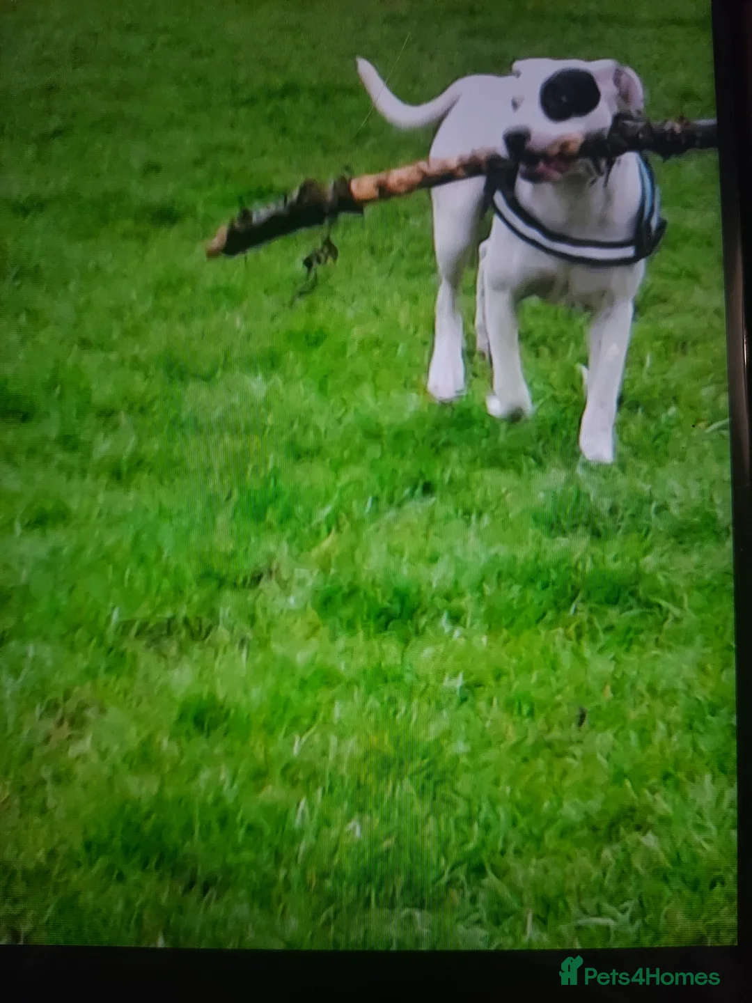 Mixed Breed dogs for sale: 1 year old male dog for sale  - Advert 1