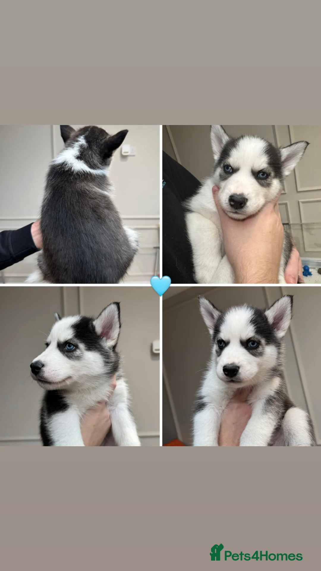 Siberian Husky dogs for sale: 1 KC REG SIBERIAN PUP LEFT (BOY)READY NOW - Advert 11
