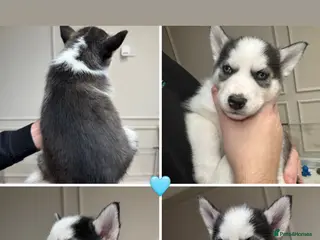 Siberian Husky dogs 1 KC REG SIBERIAN PUP LEFT (BOY)READY NOW - Advert 4