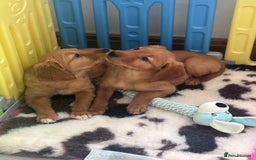 Golden Retriever dogs for sale: Ready to leave Working deep (red) puppies - Image 8