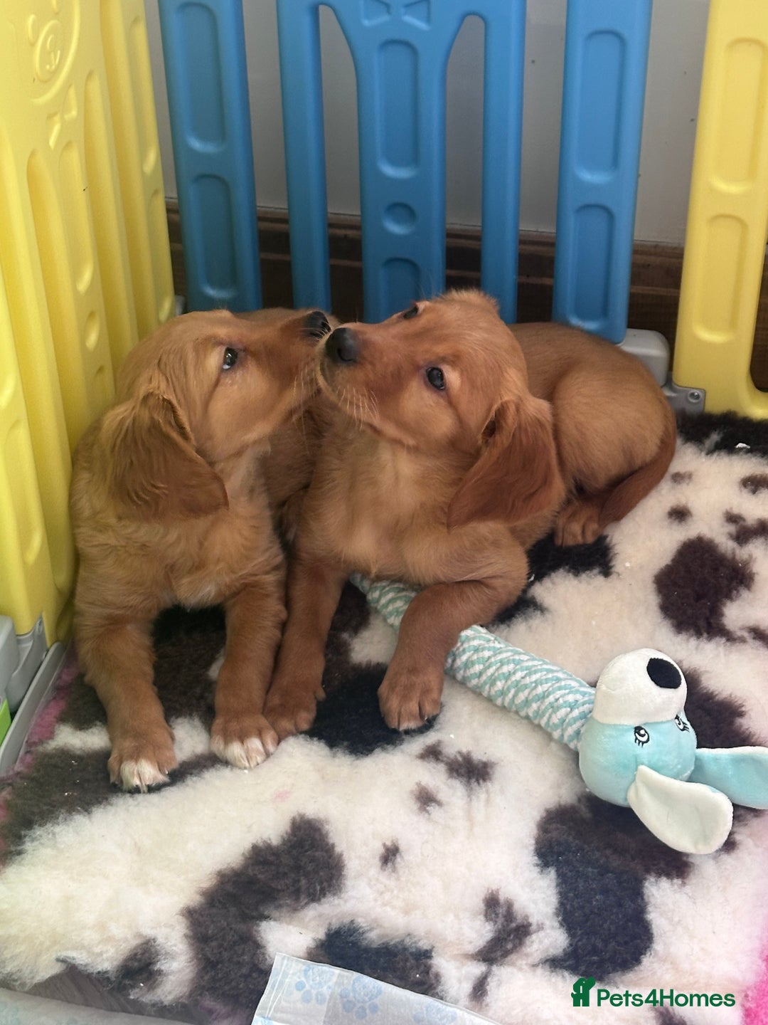 Golden Retriever dogs for sale: Ready to leave Working deep (red) puppies - Image 8