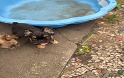 French Bulldog dogs for sale: Beautiful French bulldog girls (ready now) - Image 5