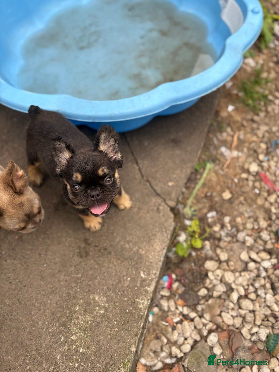 French Bulldog dogs for sale: Beautiful French bulldog girls (ready now) - Image 5