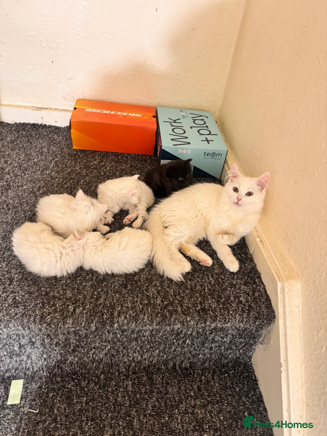 Scottish Fold cats for sale: Mum Scottish fold dad is Turkish angora  - Advert 8