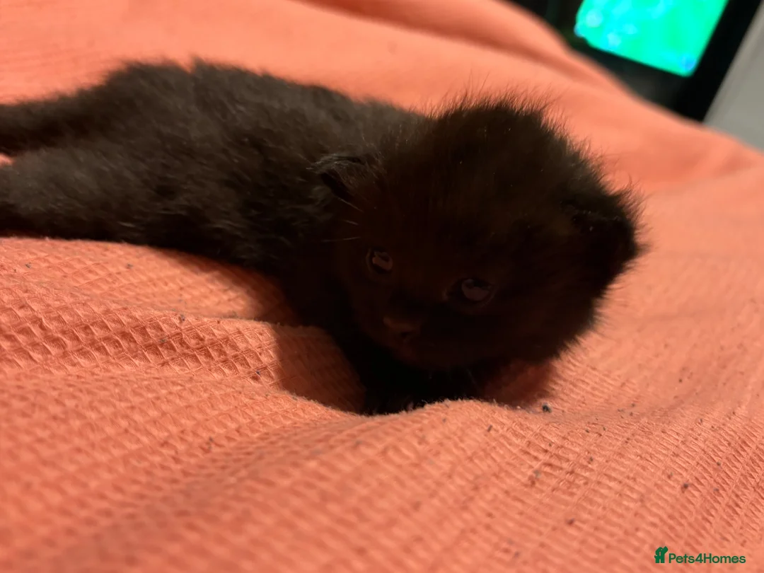 Mixed Breed cats for sale: Last male kitten of litter  in Bristol - Advert 7