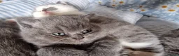 British Shorthair cats for sale: Pedigree British Shorthairs ONLY ONE REMAINING  - Advert 4
