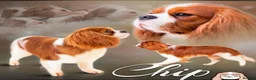 Cavapoo dogs for sale: Fox Red F1 Cavapoo’s  in Halifax - Advert 17