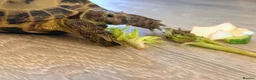Hermann Tortoise reptiles for sale: Turbo horse field tortoise  - Advert 5