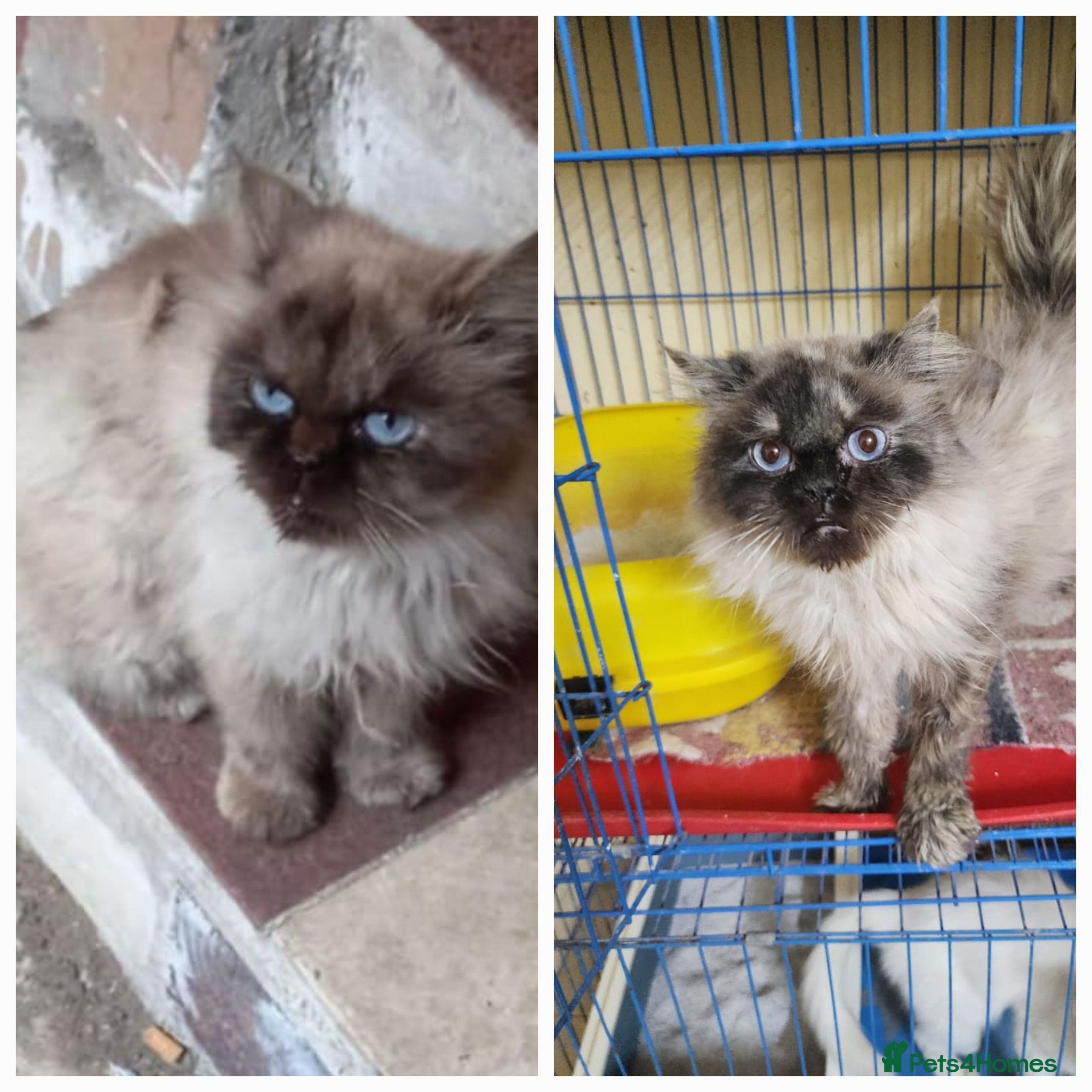 Mixed Breed cats Caspera seeks a warm and loving home ❤️ - Advert 16