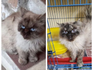 Mixed Breed cats - Advert 4