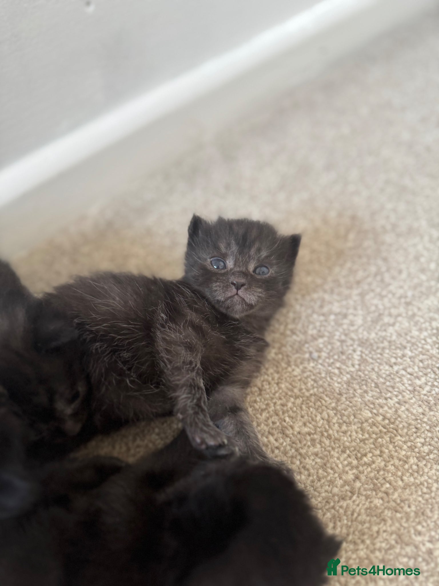 Persian Kitten 1