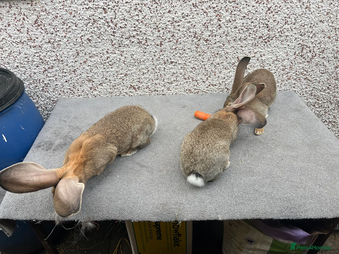 Continental Giant rabbits for sale: Giant continental  - Advert 3