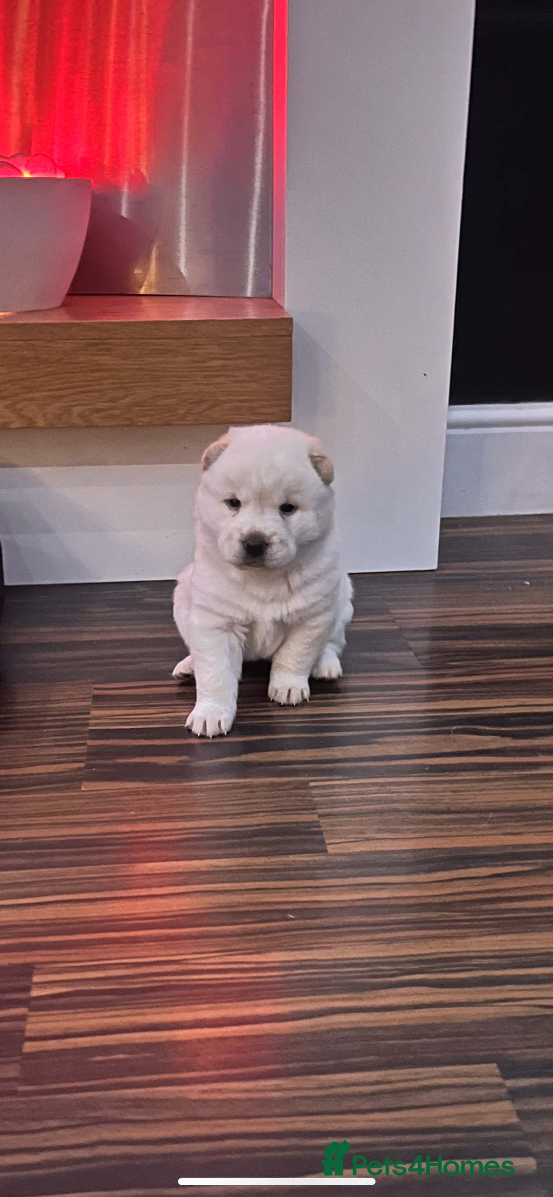 Siberian Husky dogs for sale: 3 fluffy chowski’s  - Advert 12