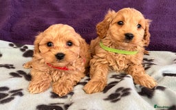 Cavapoochon dogs for sale: Cavapoonchon puppies  - Image 3