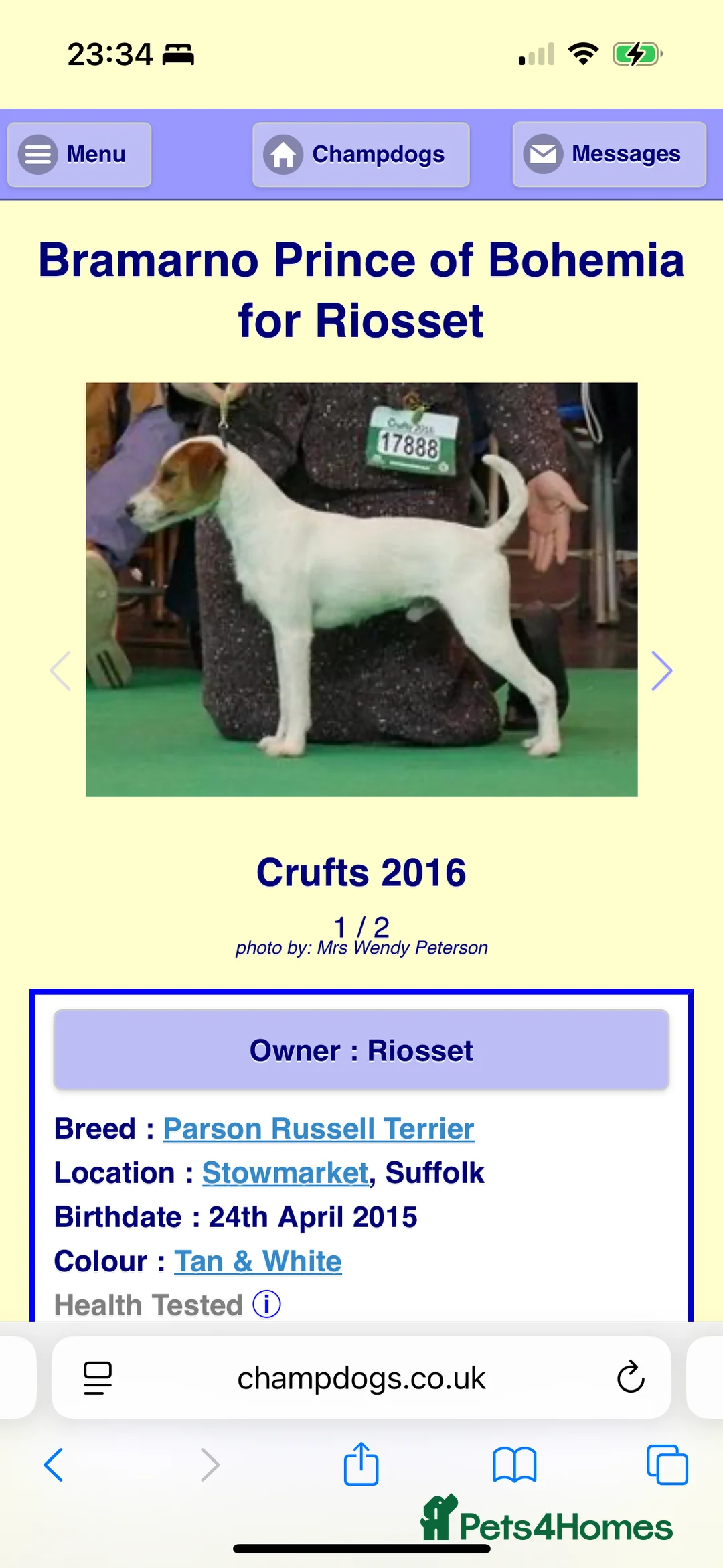 Parson Russell dogs for sale: Exceptional litter of Parson Russell Terrier Pups  - Advert 8
