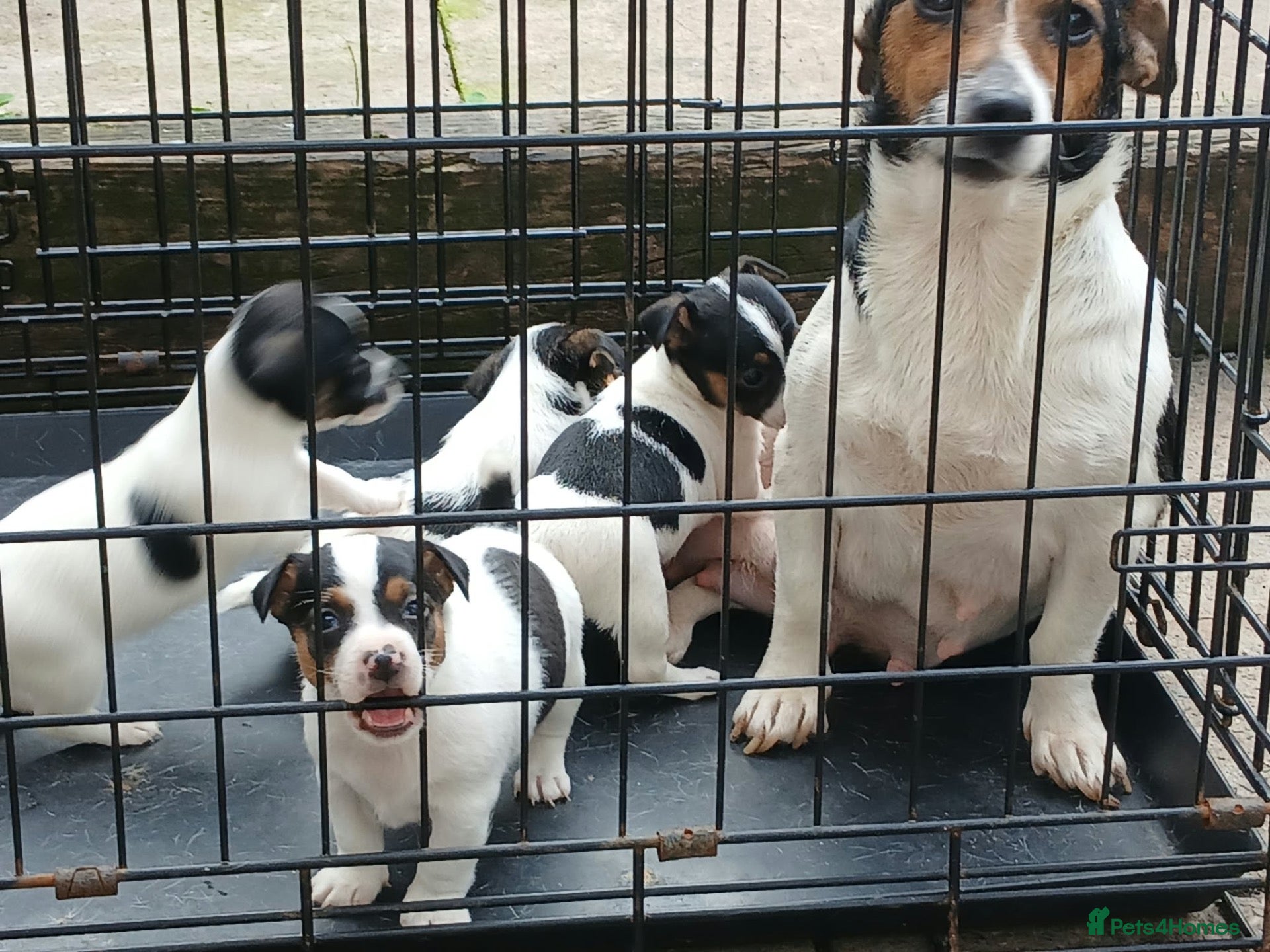 Jack Russell dogs 3 jack russels looking for a forever home  - Advert 7