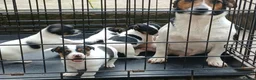 Jack Russell dogs for sale: 3 jack russels looking for a forever home  in Walsall - Advert 1