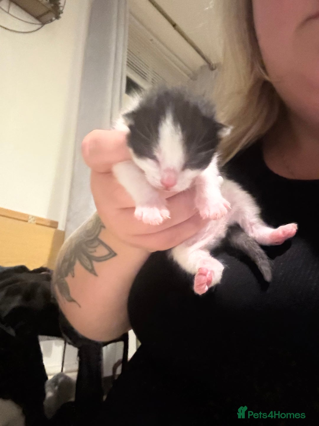 British Shorthair cats for sale: 5 male kittens available  - Image 5