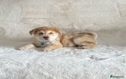 Chow Chow dogs for sale: Exotic colour chowsky puppies for sale  - Image 17