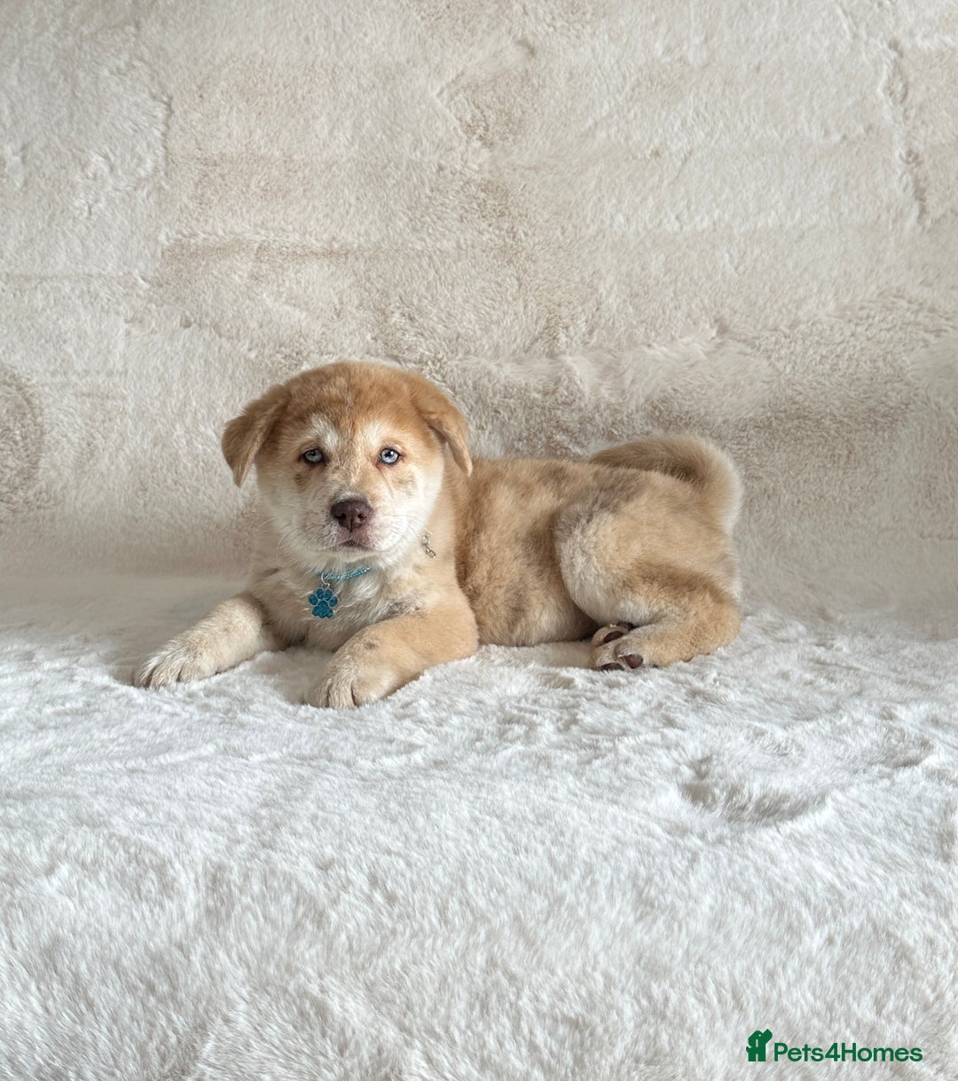 Chow Chow dogs for sale: Exotic colour chowsky puppies for sale  - Image 17