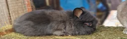 Lionhead rabbits for sale: Cute fluffy friendly lionhead babies-3boys 2girls  - Advert 2