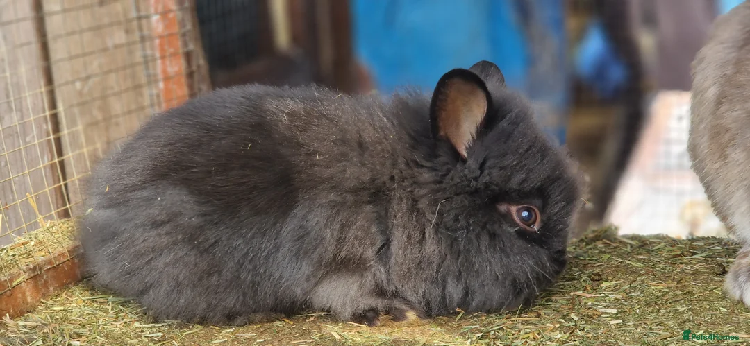 Lionhead rabbits for sale: Cute fluffy friendly lionhead babies-3boys 2girls  - Advert 2