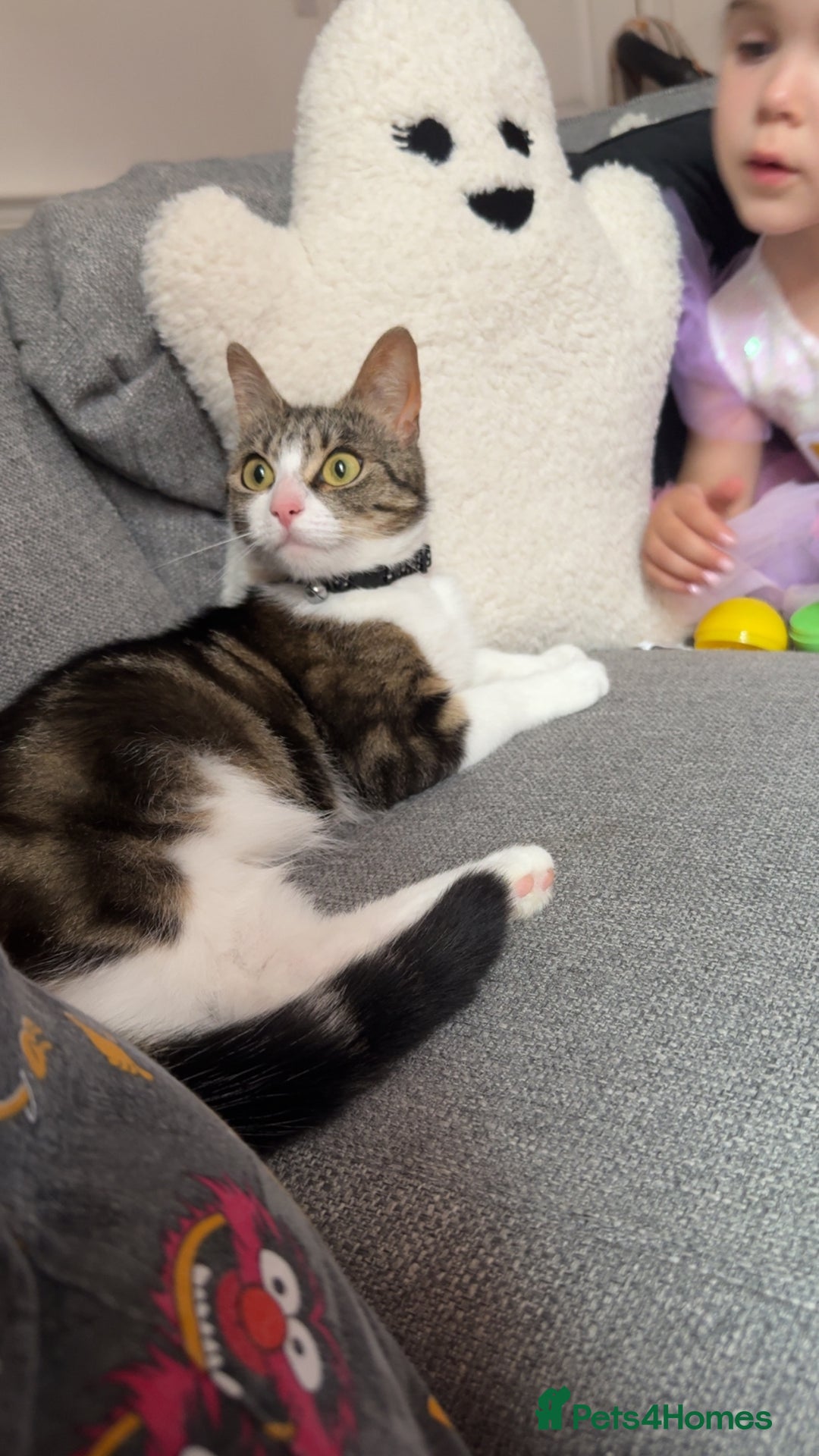 Domestic Shorthair cats for sale: 4 year old for adoption - Advert 2