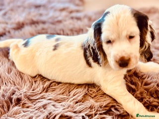 Cocker Spaniel dogs Last Male Kc Cocker Spaniel Simbawood Sire - Advert 3