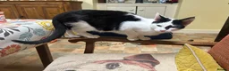 Mixed Breed cats for sale: Brother and sister , affectionate pair  - Advert 5