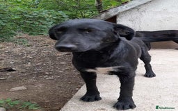 Mixed Breed dogs for adoption: Meet beautiful Maud !  - Image 5