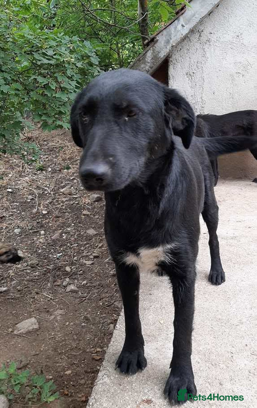 Mixed Breed dogs for adoption: Meet beautiful Maud !  - Image 5