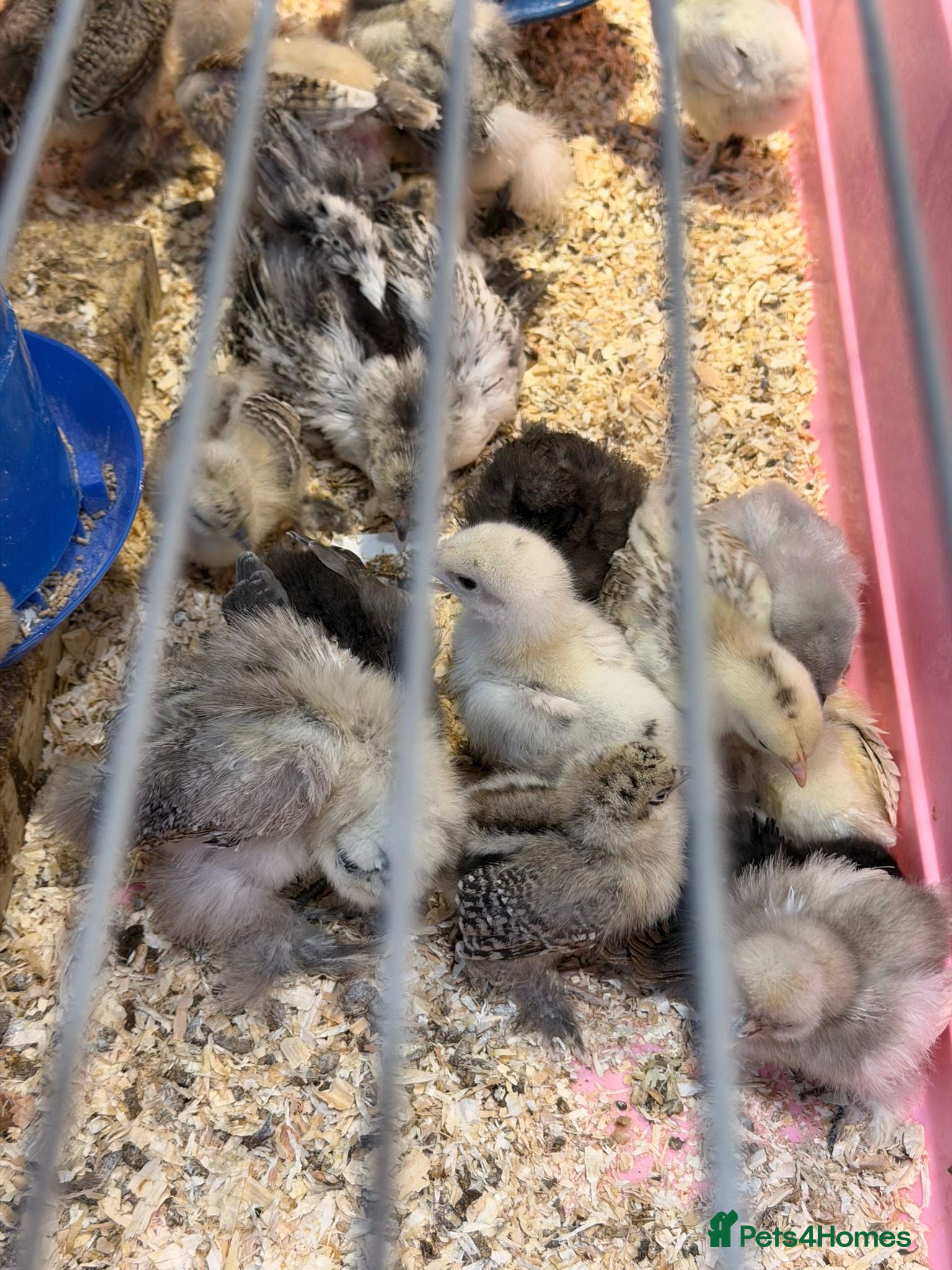 Chickens poultry 1 week to 6 weeks old chicks ,various breed  - Advert 1