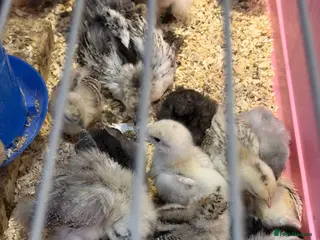 Chickens poultry 1 week to 6 weeks old chicks ,various breed - Advert 1