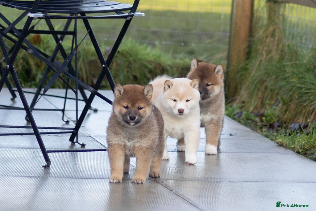 Japanese Shiba Inu dogs Outstanding quality two girls available. - Advert 1