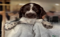 Sprocker dogs for sale: unbelievably marked sprockers 😍 - Image 2