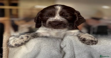 Sprocker dogs - Advert 9