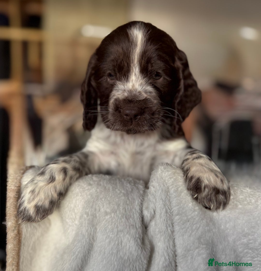 Sprocker dogs for sale: unbelievably marked sprockers 😍 - Image 2