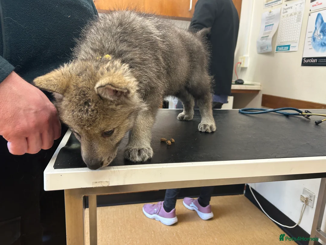 Saarloos Wolfdog dogs for sale: READY NOW Czechoslovakian wolfdog - Advert 17