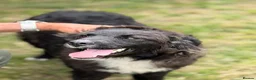 Mixed Breed dogs for adoption: 🌸🐾 KATY – A GENTLE GIRL FOR A LOVING HOME 🐾🌸 - Advert 13