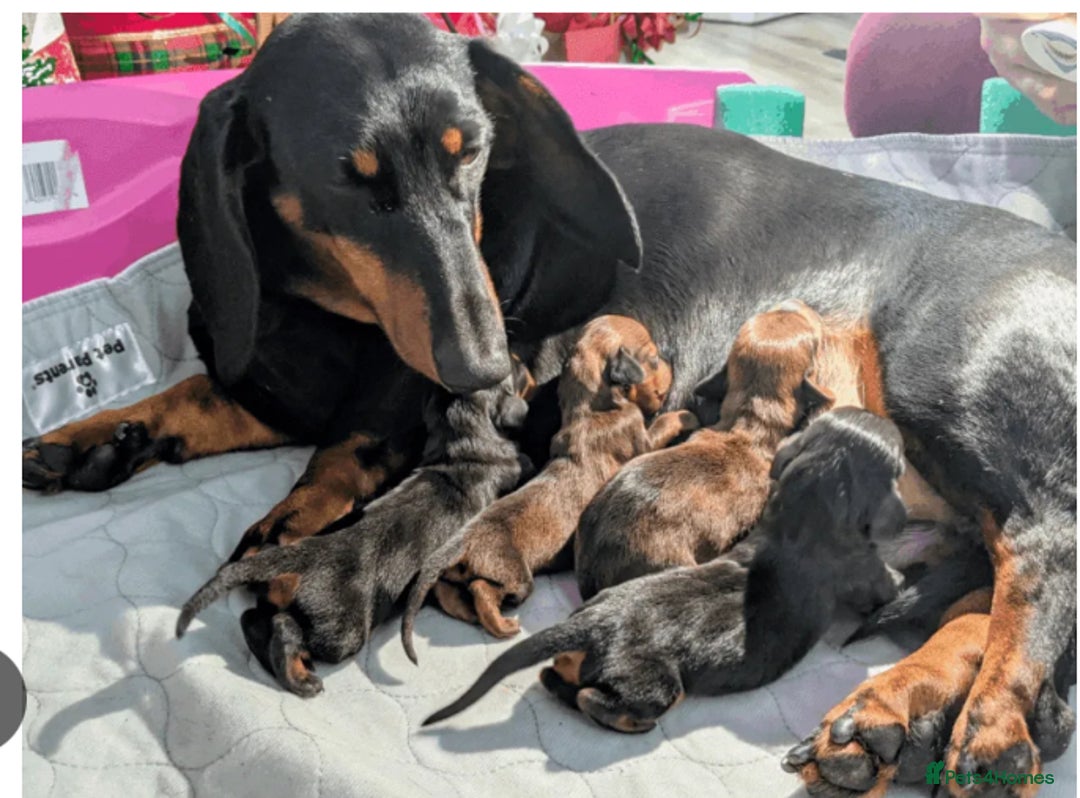 Dachshund dogs for sale: Last one left six weeks old - Image 4