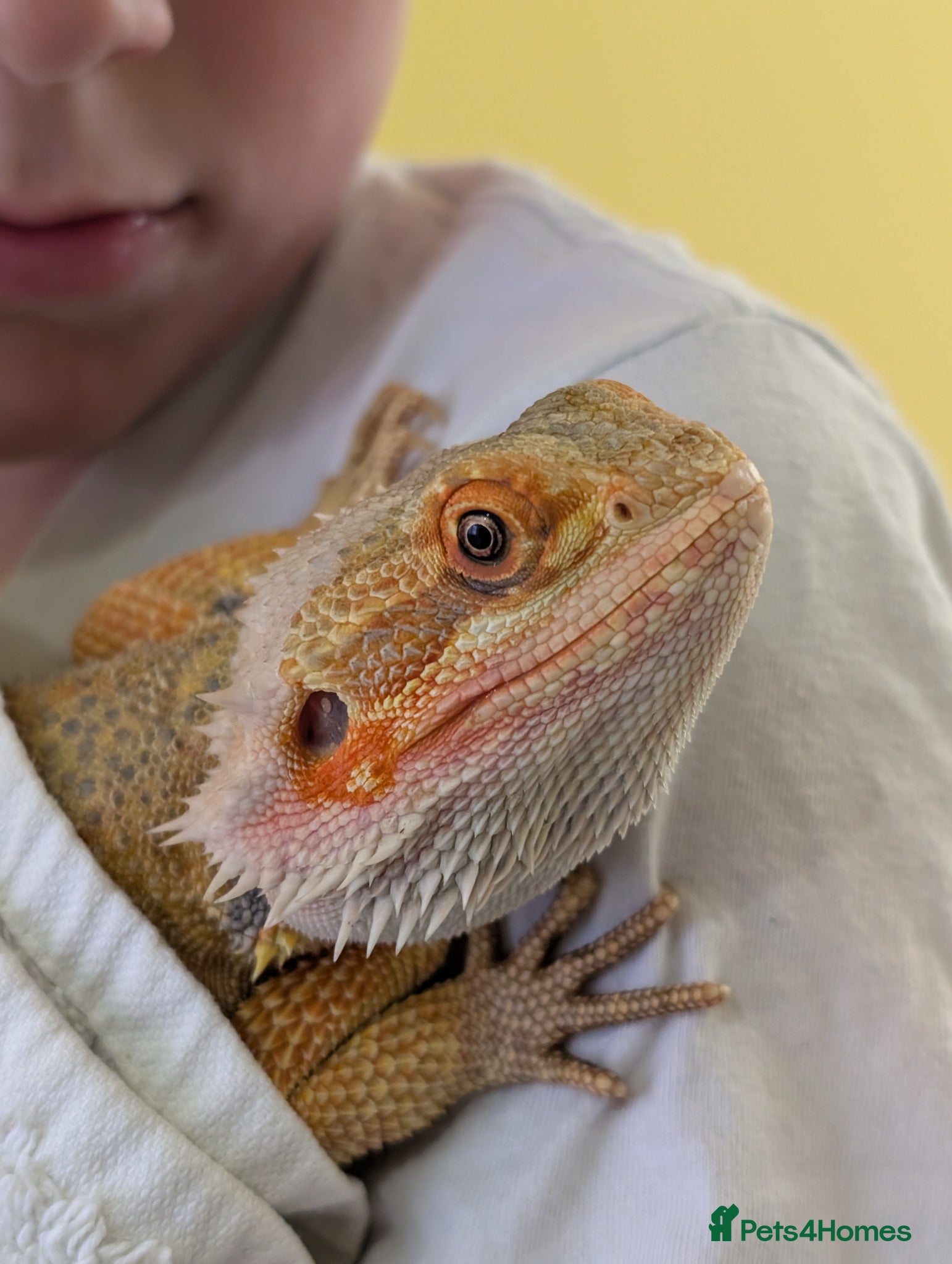 Bearded Dragon reptiles for sale: 1 year old bearded dragon  - Advert 3