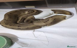 Python Snake reptiles for sale: Royal Pythons  - Image 15