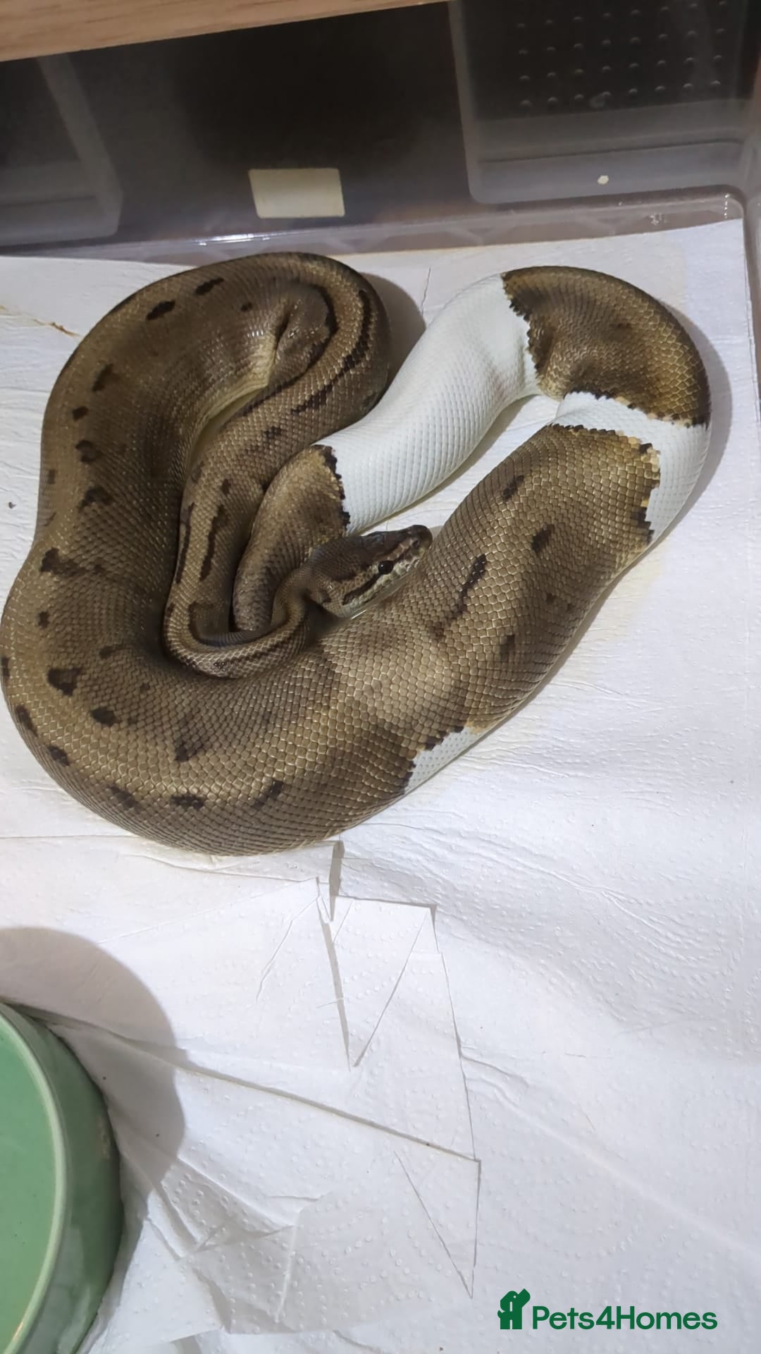 Python Snake reptiles for sale: Royal Pythons  - Image 15
