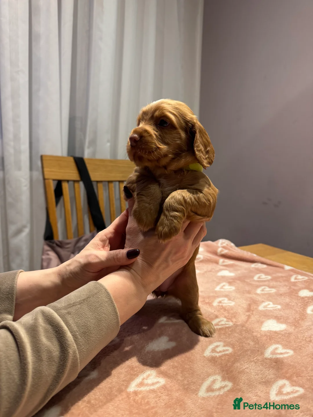 Cocker Spaniel dogs for sale: Adorable cocker spaniel puppies - Advert 28
