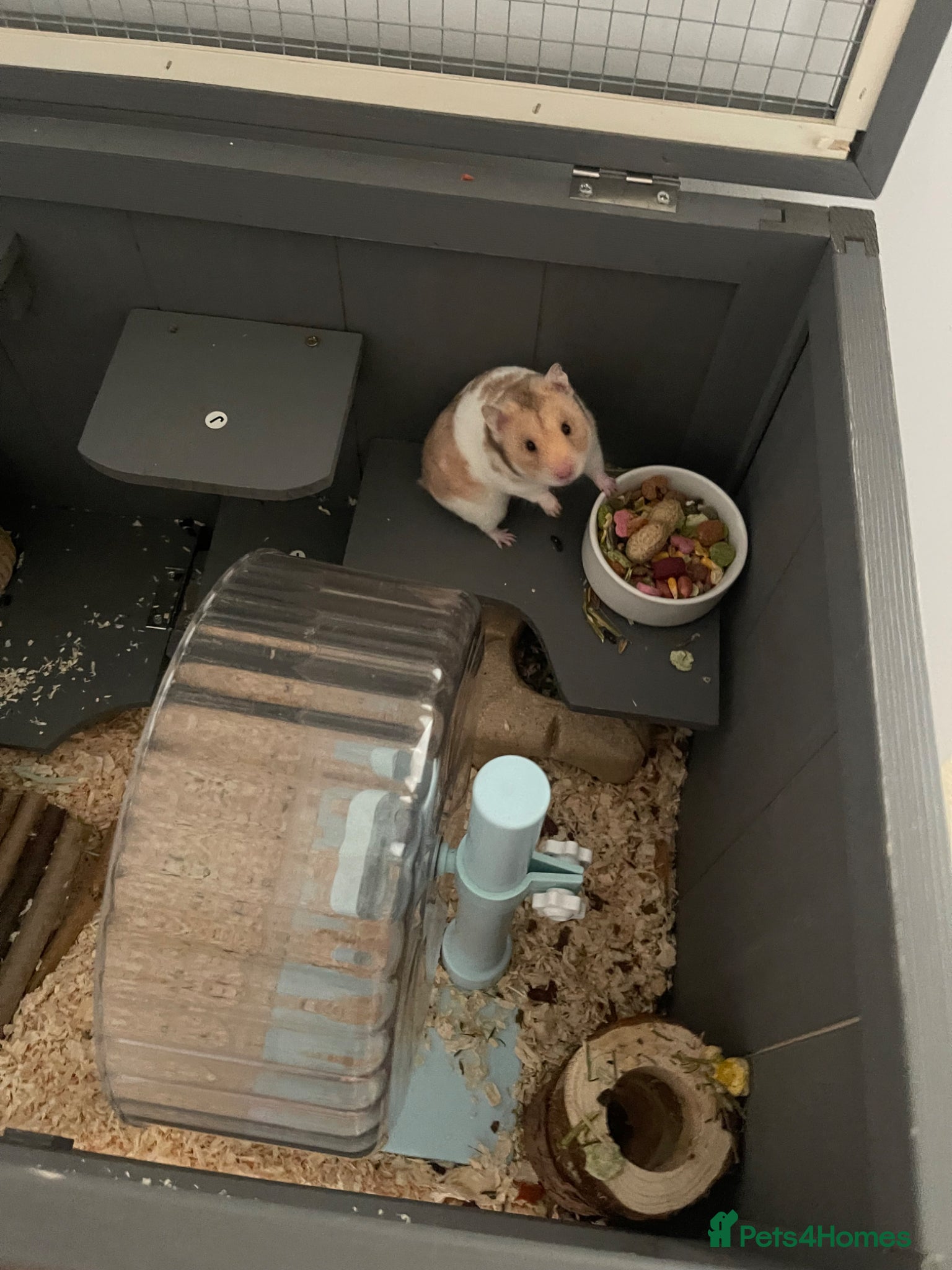 Hamster rodents George the hamster  - Advert 11