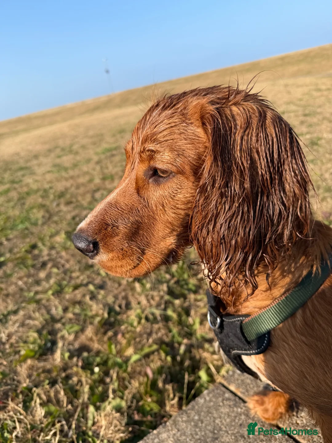 Cocker Spaniel dogs for sale: 6 month old working cocker  in Doncaster - Advert 2
