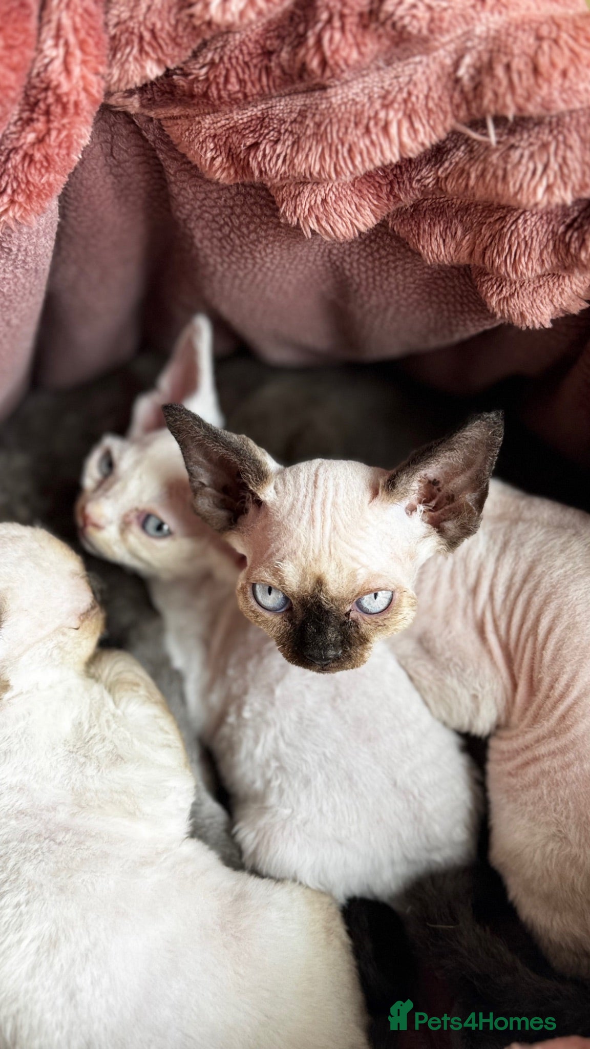 Devon Rex cats Exceptional FIFe Devon Rex Kittens 2 left only  - Advert 20