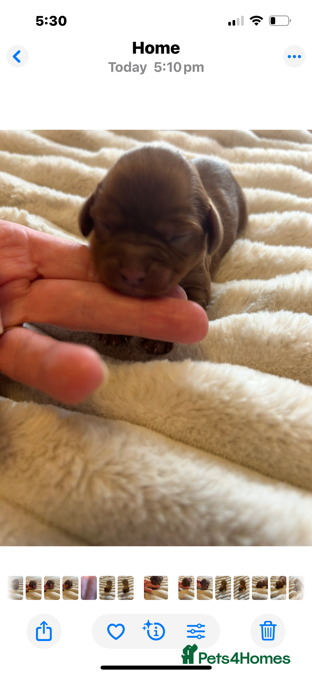 Cavalier King Charles Spaniel dogs for sale: KC CAVALIER KING CHARLES  - Image 7