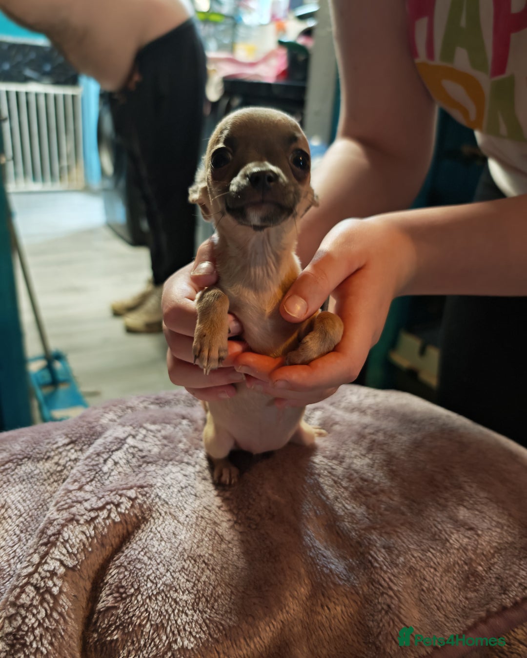 Chihuahua dogs for sale: Apple head chihuahua puppys - Image 6